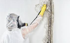 Best Dehumidification Services in Maplewood, MN